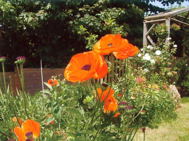 Bed and Breakfast Wheelwrights Abbotsbury Exterior foto
